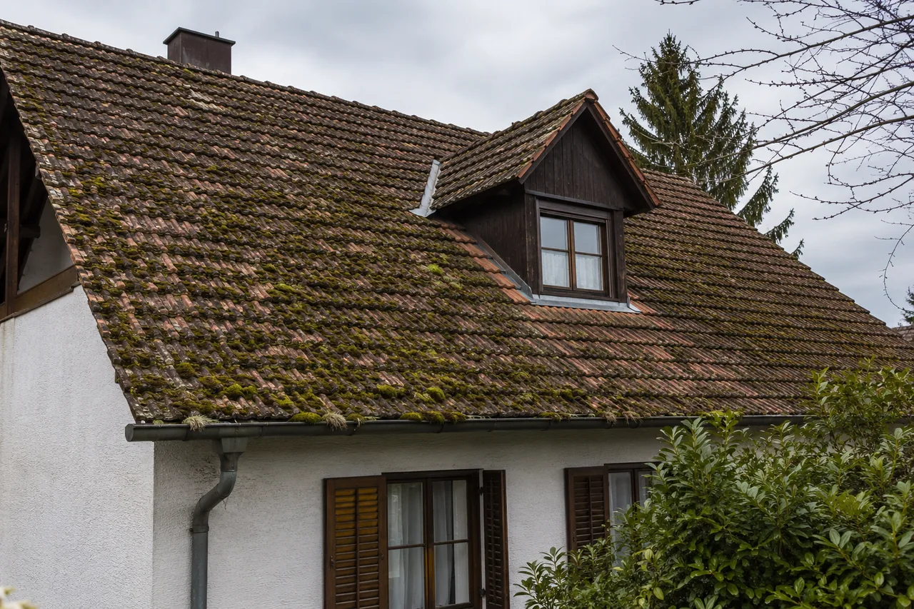 Stark bemoostes und mit Flechten bewachsenes altes Ziegeldach eines Wohnhauses, das eine Dachreinigung erforderlich macht.